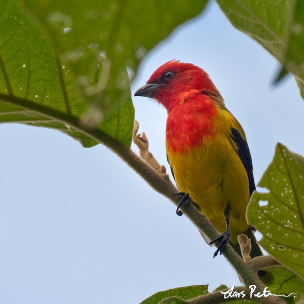 Red-hooded Tanager